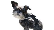 Rechargeable GPS Dog Tracker Realtime Pet Surveillance w/ Easy to Use Phone App Size:L
