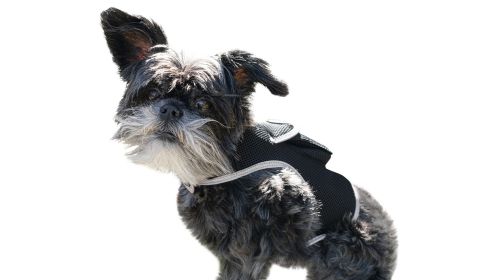 Rechargeable GPS Dog Tracker Realtime Pet Surveillance w/ Easy to Use Phone App Size:L