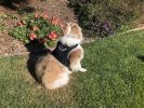 Cost Saver GSM GPS Pet Tracking Device Waterproof Collar Tracker NEW Size:S