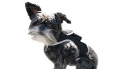 Battery Saver Mini GPRS GSM GPS Collar for Dogs Waterproof Pet Tracker Size:M